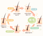 抜け毛サイクル