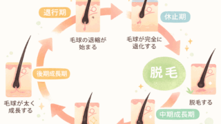 抜け毛サイクル